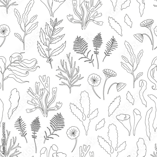 Vector black and white seamless pattern of seaweeds. Monochrome repeating background with laminaria, focus, macrocystis, sargassum, padina, dasya, porphyra photo