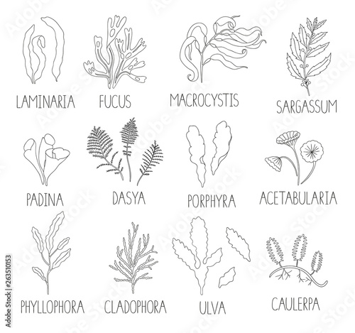 Vector black and white set of seaweeds isolated on white background. Monochrome collection of laminaria, focus, macrocystis, sargassum, padina, dasya, porphyra,