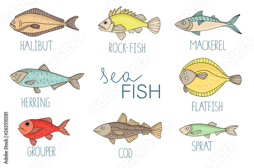 Vector colored set of fish. Collection of with halibut, rock-fish, mackerel, herring, flatfish, sprat, grouper, cod. Underwater illustration