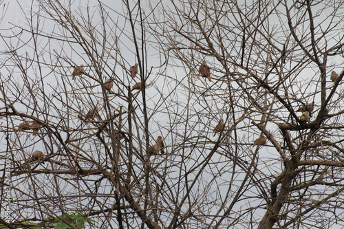 branches of a tree