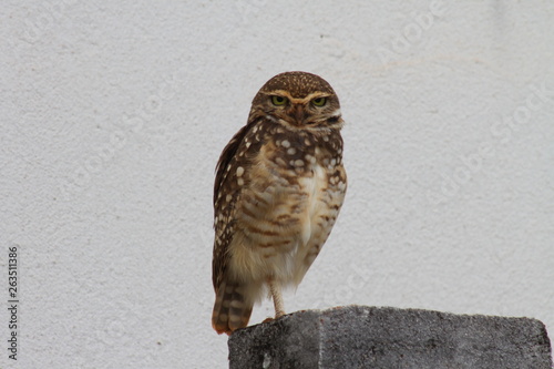 owl perched on branch