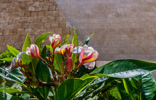 Blossoming plumeria tree in spring time