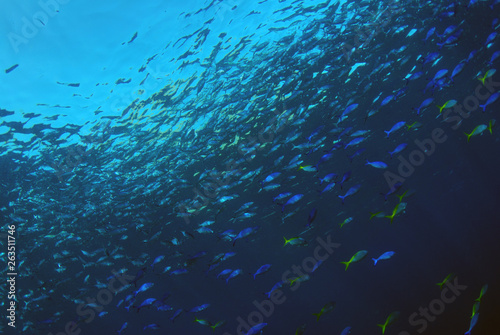Corals and fish. Komodo island, Indonesia.