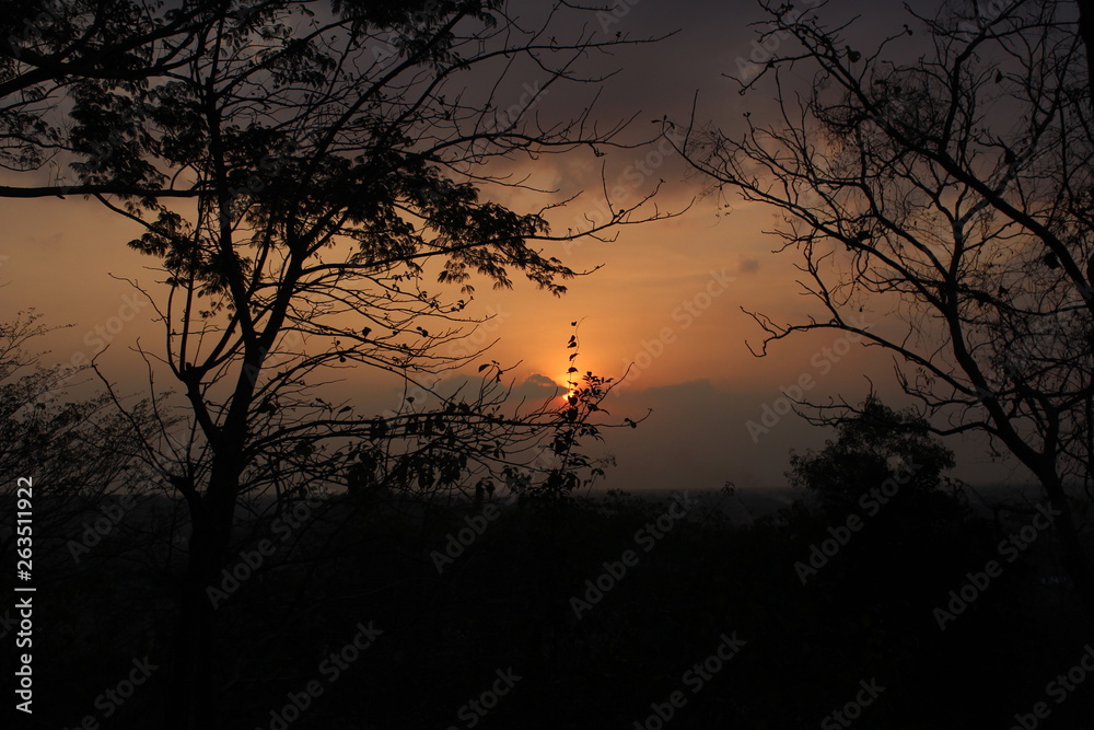 old tree branches with a beautiful sunset background