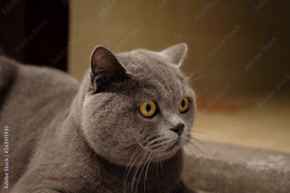Gray British shorthair cat with yellow eyes