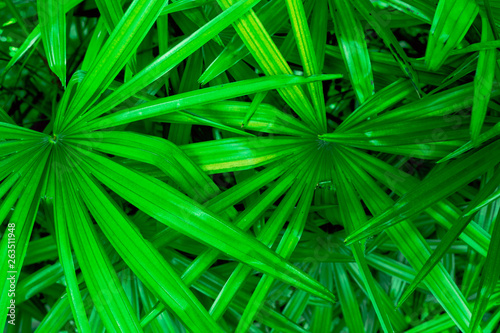 Livistona australis or cabbage-tree palm leaves background in UFO green color 