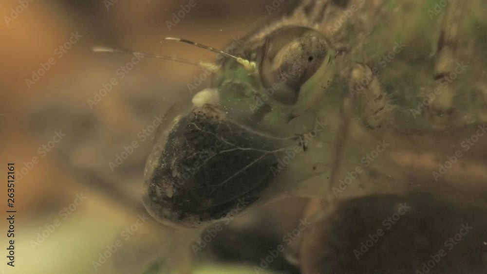 Dragonfly nymph feeds on tadpole 1155 4 Dragonfly nymph feeds on tadpole 1155 4