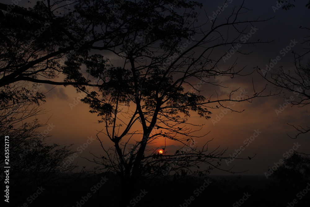 old tree branches with a beautiful sunset background old tree branches with a beautiful sunset background