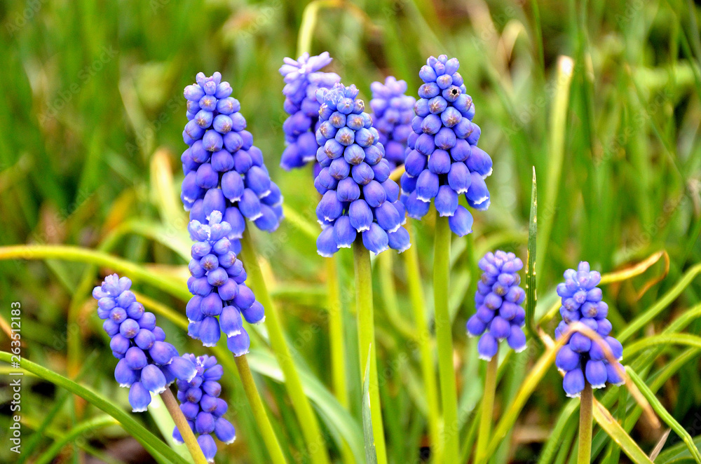 grape hyacinth on a meadow in the garden. grape hyacinth on a meadow in the garden.