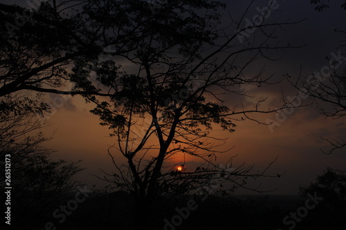 old tree branches with a beautiful sunset background