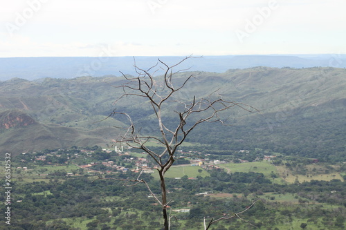 tree front of the valley