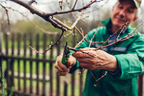Man pruning tree with clippers. Male farmer cuts branches in spring garden with pruning shears or secateurs