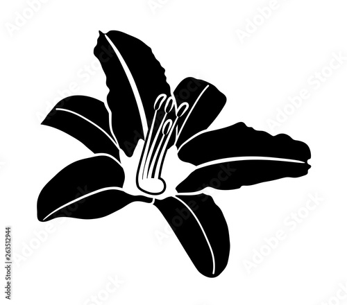 daylily