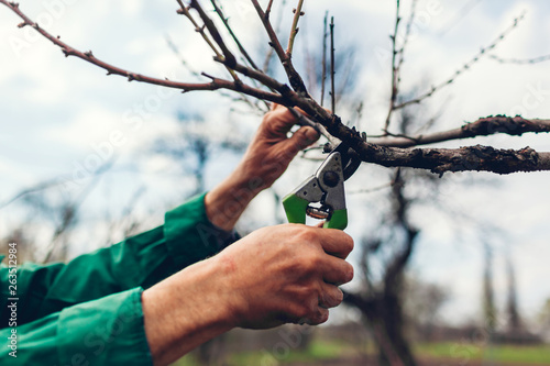 Fotografía Man pruning tree with clippers