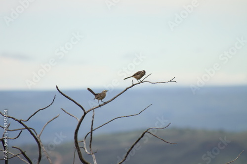 birds on tree
