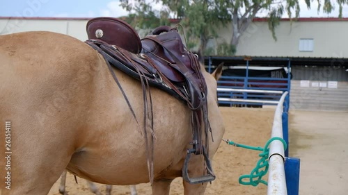 Man adjusting the saddle on his horse to go riding. HD video.