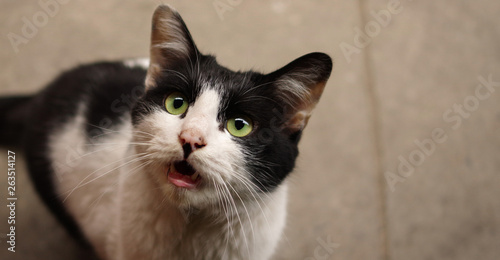 Canvas Print Hungry white black bicolor domestic cat meowing for food