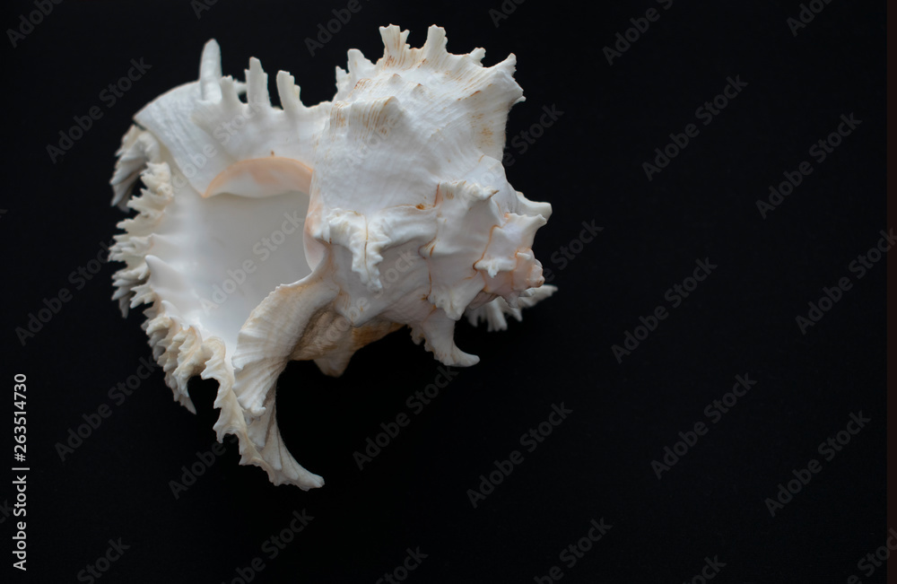 Wonderful spiral shell with unusual teeth on a black background. Wonderful spiral shell with unusual teeth on a black background.