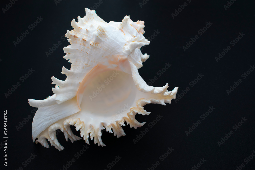 Wonderful spiral shell with unusual teeth on a black background. Wonderful spiral shell with unusual teeth on a black background.