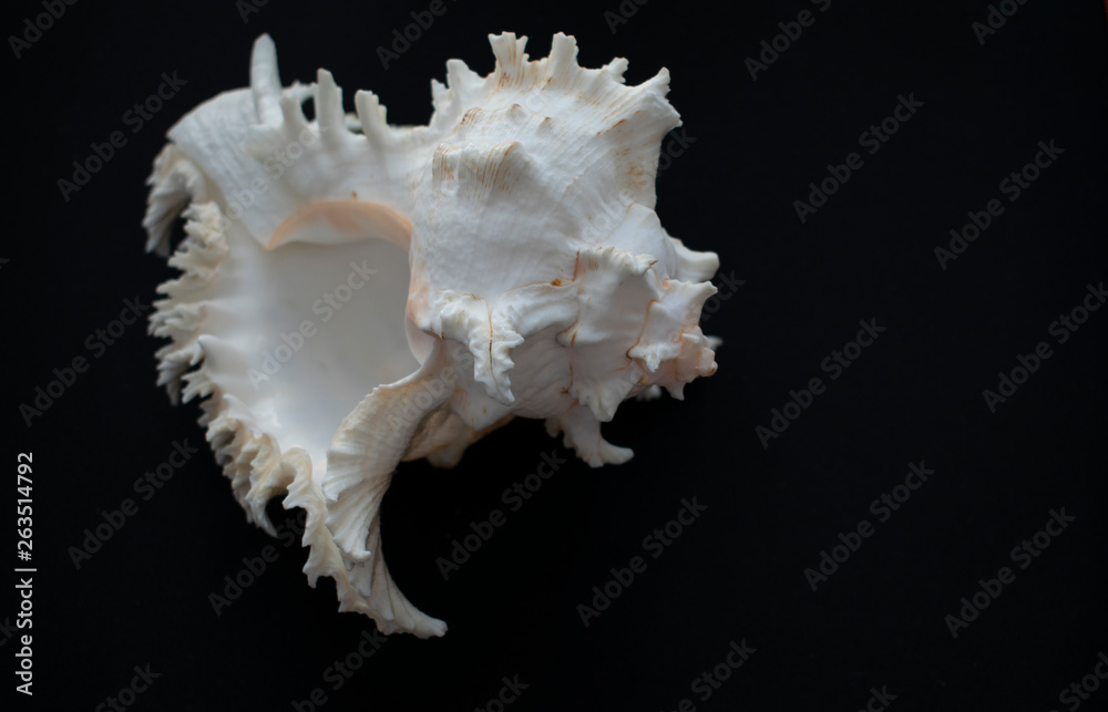 Wonderful spiral shell with unusual teeth on a black background. Wonderful spiral shell with unusual teeth on a black background.
