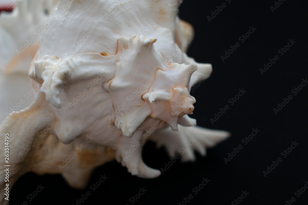 Wonderful spiral shell with unusual teeth on a black background. Wonderful spiral shell with unusual teeth on a black background.