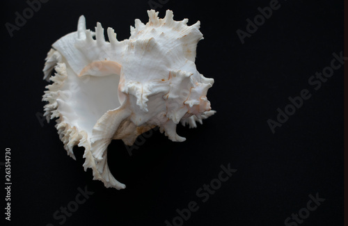 Wonderful spiral shell with unusual teeth on a black background.