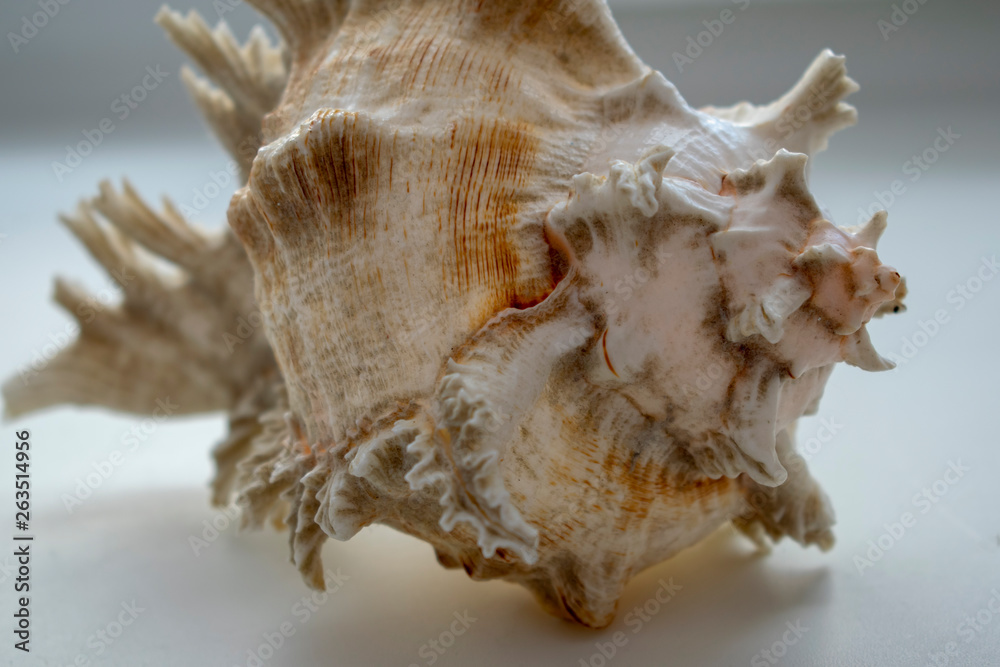 Wonderful spiral shell with unusual teeth on a white background. Wonderful spiral shell with unusual teeth on a white background.