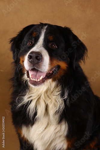 Bernese mountain dog sitting in studio on brown blackground and looking at camera © Alexandr