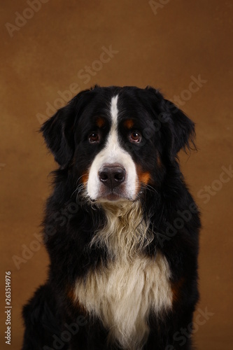 Bernese mountain dog sitting in studio on brown blackground and looking at camera