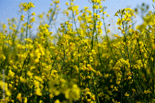 Rapsfeld im Frühling