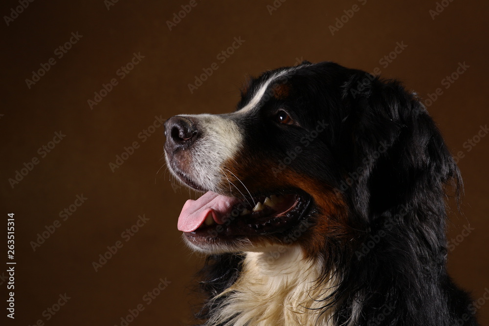 Side view at Bernese mountain dog sitting in studio on brown blackground and looking at camera