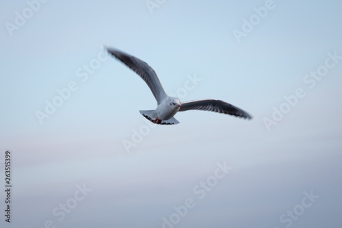 Seagull flying in the sky . seagulls are flying against the beach . A seagull going in for a landing in tumwater Water falls park in tumwater .