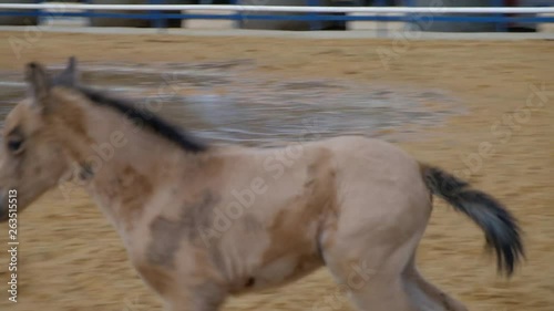 Foal or little horse running in the ranch. HD video.