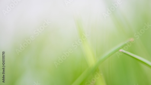 Abstract blurry background of green environment. Concept - clean environment