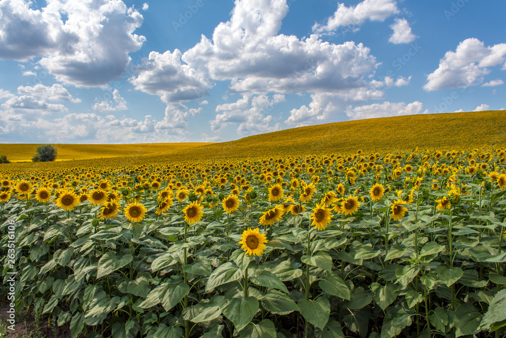 Fototapeta premium Field of sunflowers with blue sky