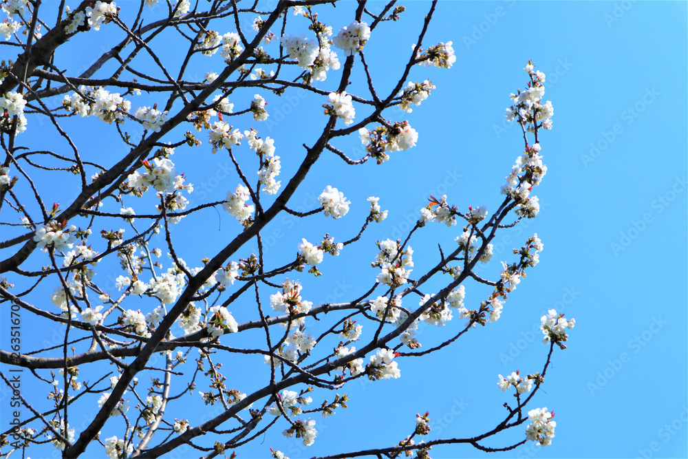 Sakura blooming on a blue background Spring, flowering and nature concept. Beautiful white apricot/cherry flowers on a blue Sakura blooming on a blue background Spring, flowering and nature concept. Beautiful white apricot/cherry flowers on a blue