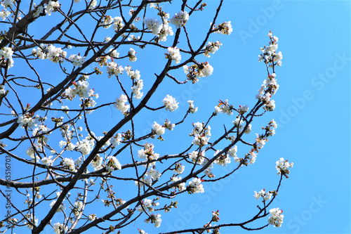 Sakura blooming on a blue background Spring, flowering and nature concept. Beautiful white apricot/cherry flowers on a blue 