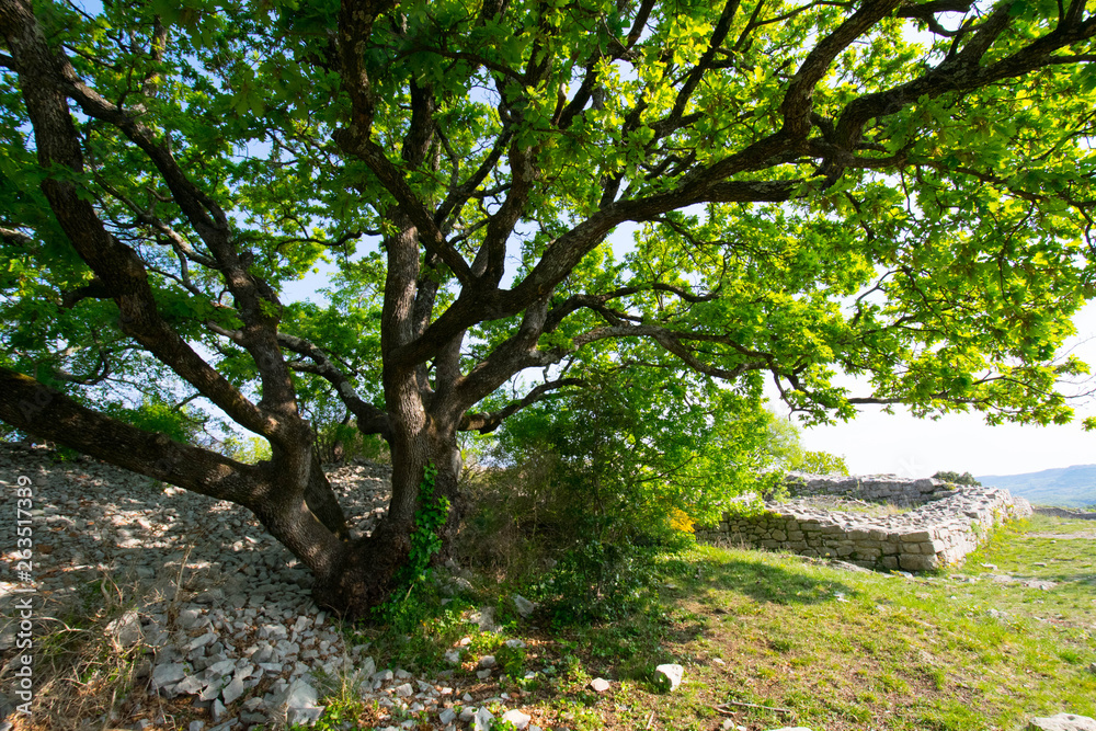 Eiche in der Ardeche