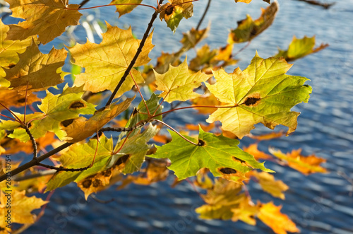 Forest in Tampere. Finland