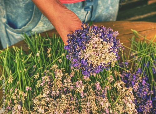 Female hands hold bunch of freshly harvested lavender.