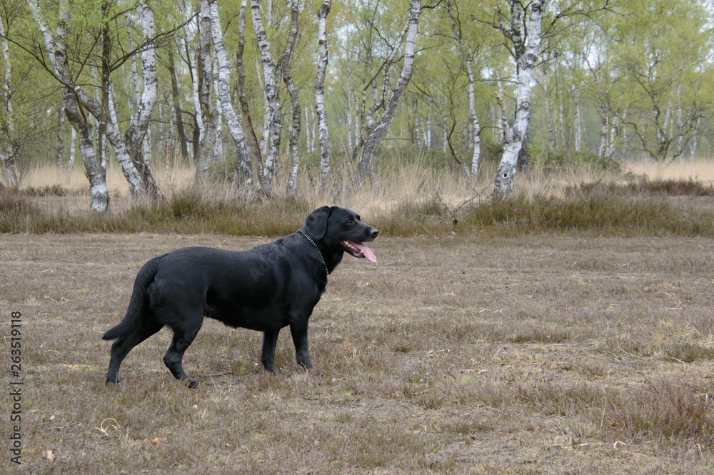 Black labrador in a relax happy position looking to the right tong out on a nature background right profile medium vieuw shot Black labrador in a relax happy position looking to the right tong out on a nature background right profile medium vieuw shot