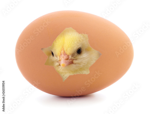Chicken coming out of a brown egg.