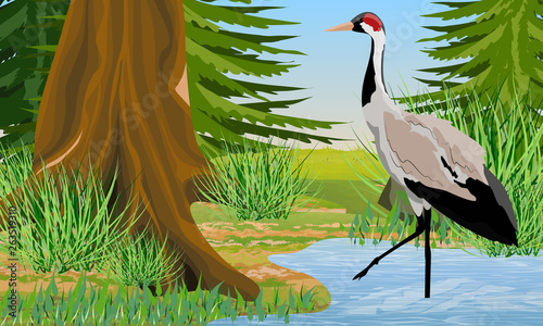 Gray Crane in a forest swamp. Spruce forest, tree trunks and pond. Common crane or Grus grus or Eurasian crane. Wildlife of America and Europe. Realistic Vector Landscape