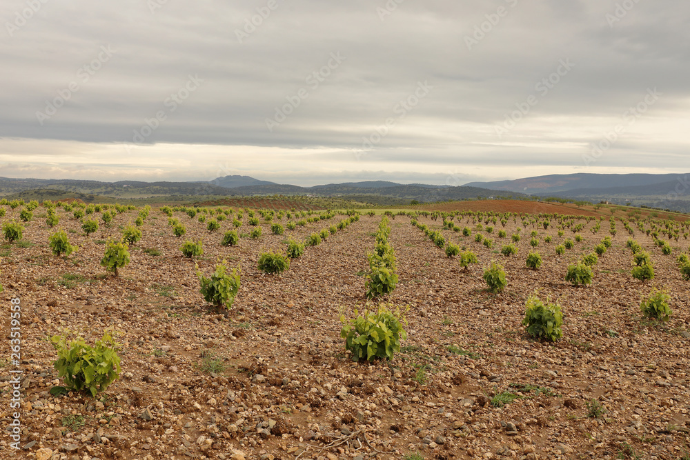 Vineyard in spring with cloudy sky. Young vineyards in Spain