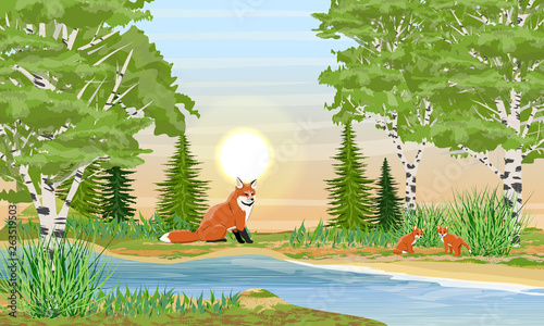 Red Fox on the river bank. River bank with grass, trees, birch, spruce and bushes. Sunset or sunrise in summer. Wild nature of Russia, Europe, USA and Canada. Realistic Vector Landscape