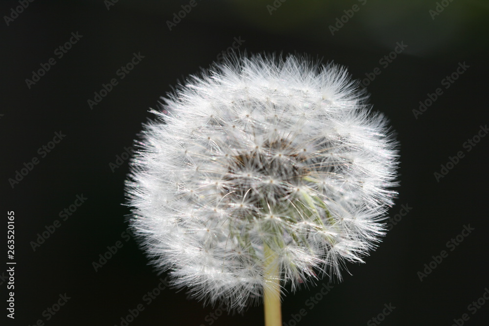 Fototapeta premium Blowball, Dandelion, close-up and black background