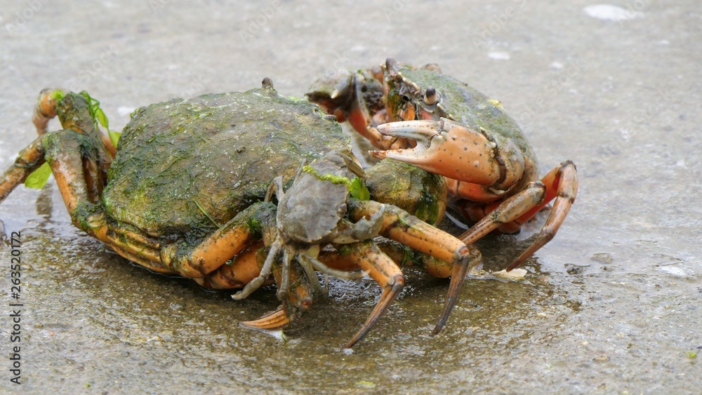 shore crabs fighting