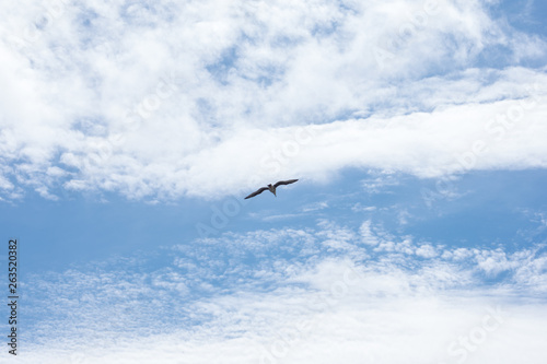 Alone seagull bird flying on cloudy blue sky.