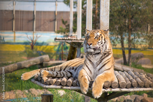 Tiger is resting on a hill photo