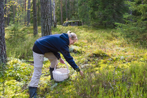 Fotografie Woman picking berries and mushrooms